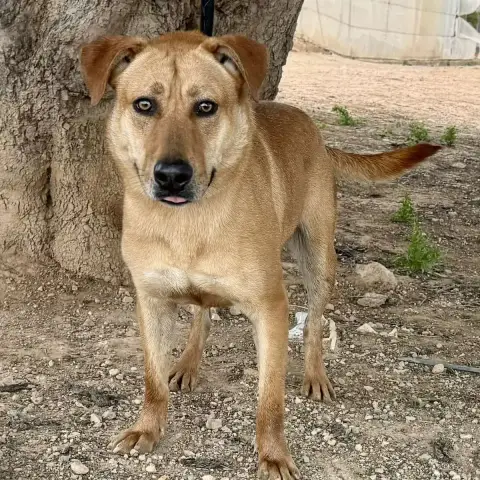 Joselito photo 2