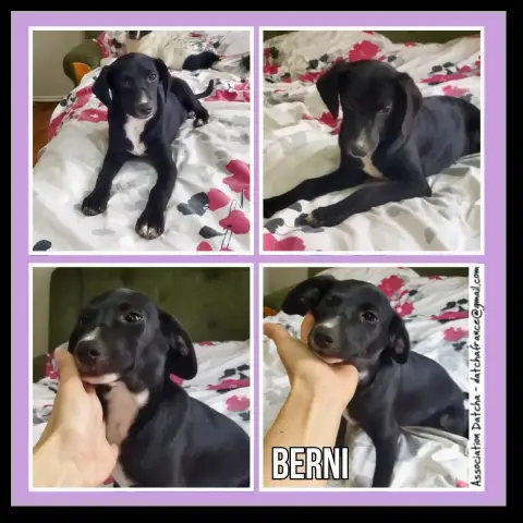 Berni