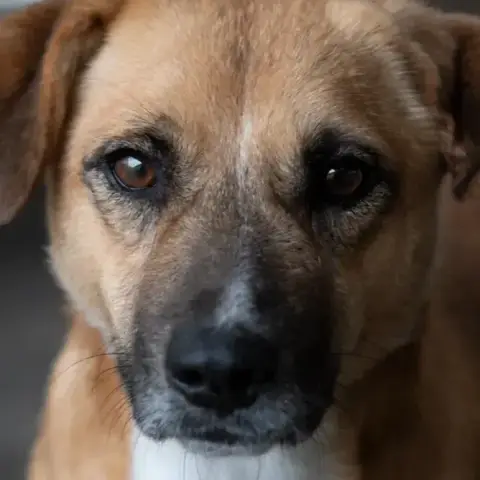 Zino