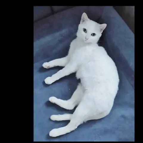 Béline