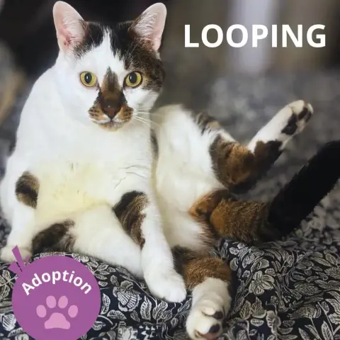 Looping