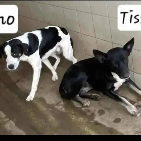 Tino Et Tissa