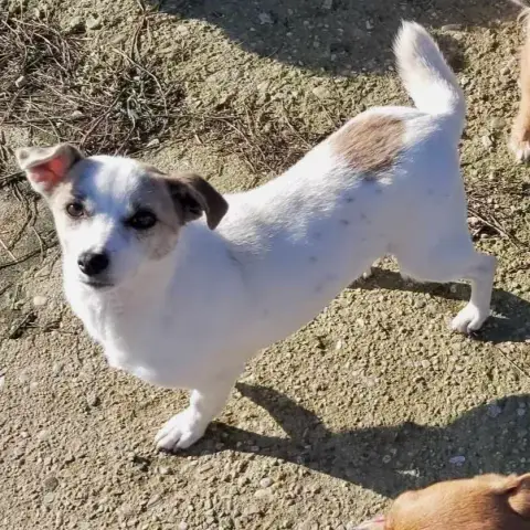 Pufy