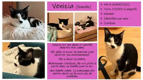 Venizia