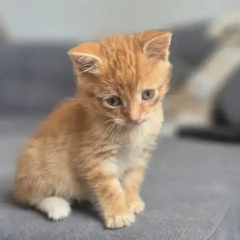 Boo