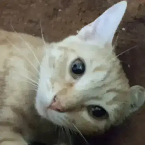 ✨️ Dory ✨️ 🐱 photo 3
