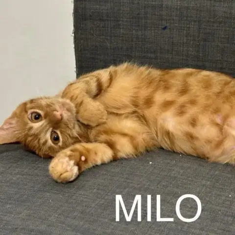 Milo