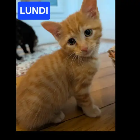 Lundi Mardi Jeudi