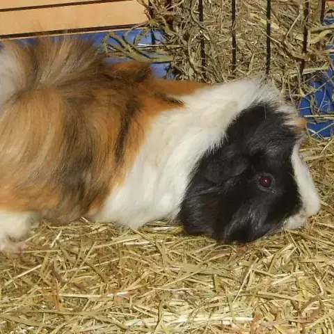 Pig photo 2