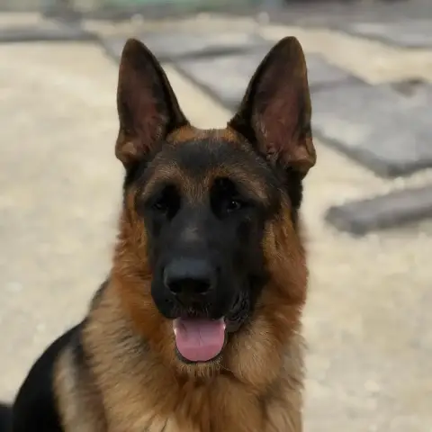 Lorenzo