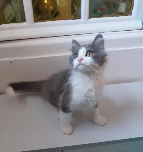 Ted