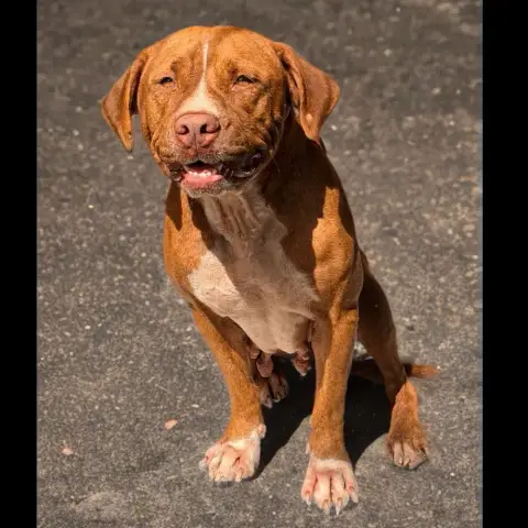 Starlett Chienne