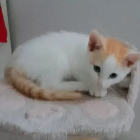 Frimousse