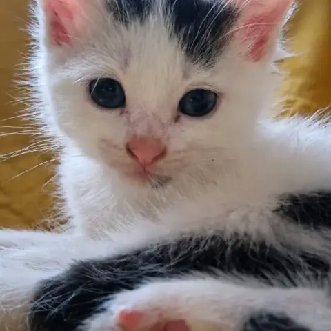 Bandit