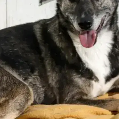 Niska