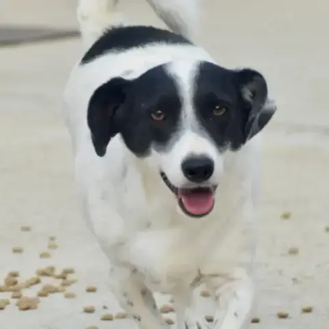 Olaf photo 3