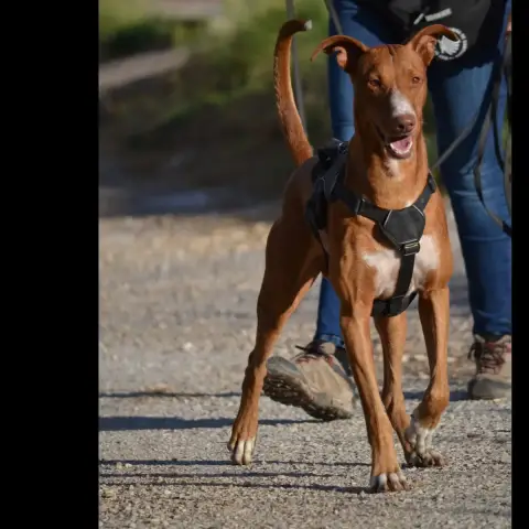 Coco