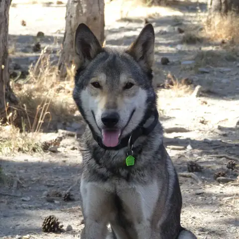 Baloo
