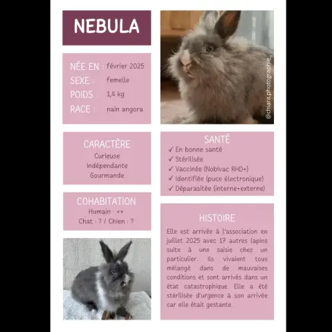 Nebula