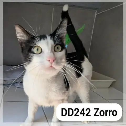 Zorro