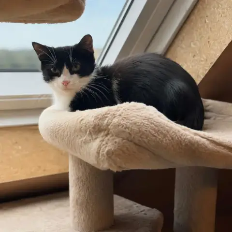 Maurice