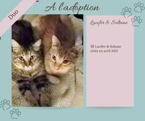 Duo Lucifer Et Sultane