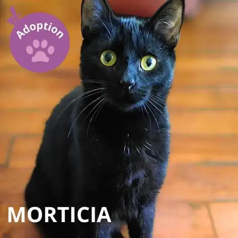 Divina Et Morticia photo 3