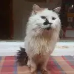 Chema