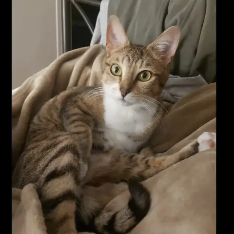 Amy
