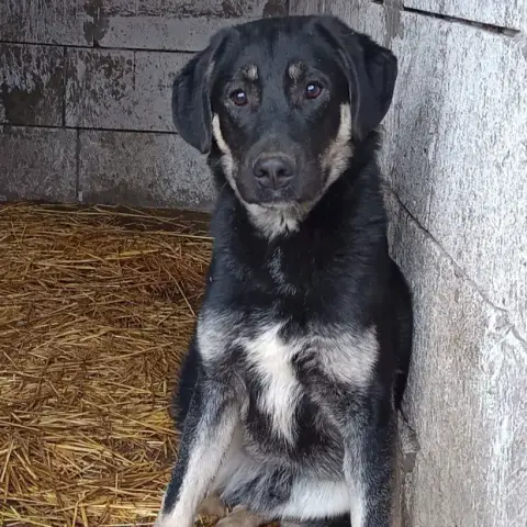 Iancu photo 3