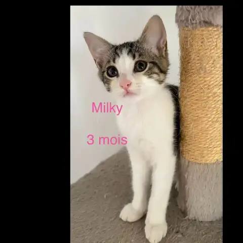 Milky photo 2