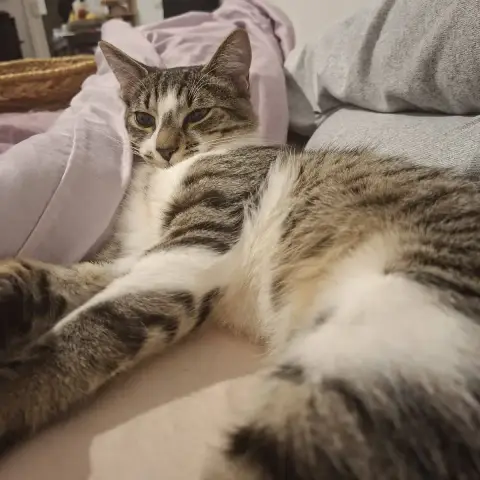 Milo photo 2