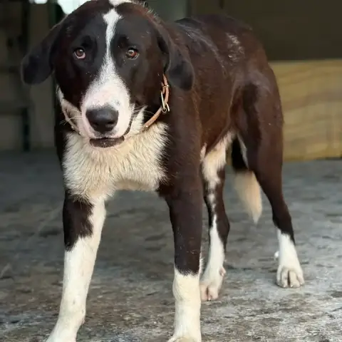 Pancracio