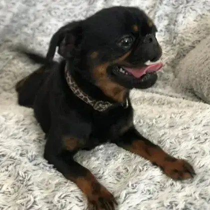 Odin