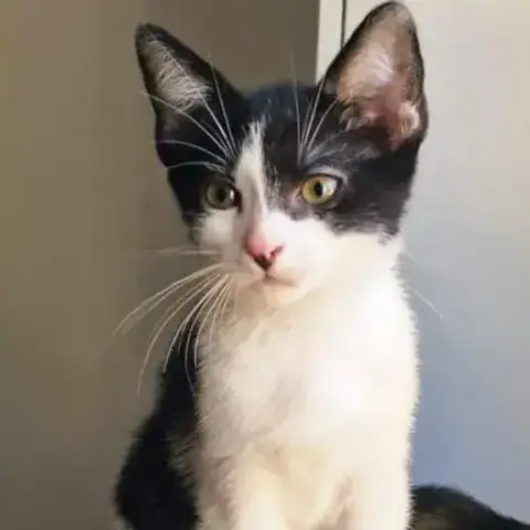 Bella