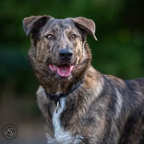 Athos