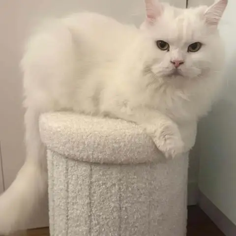 Daboo