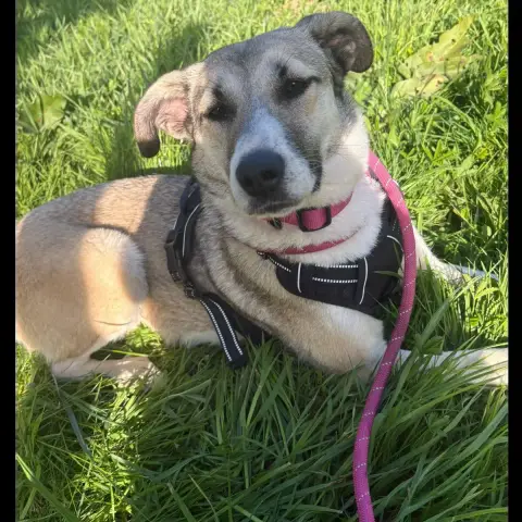 Lena