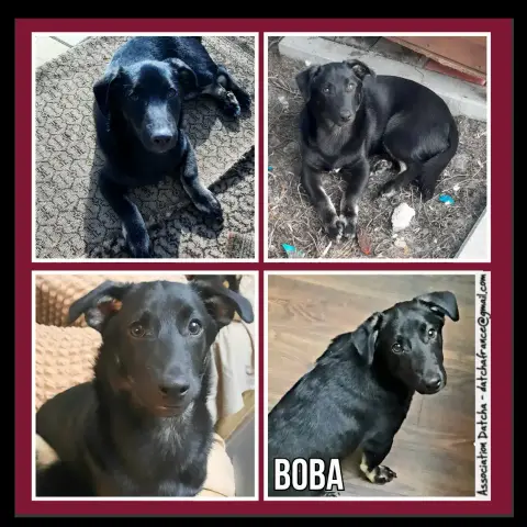 Boba