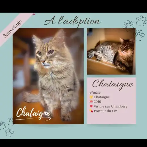Chataigne