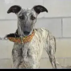 Suzie photo 3