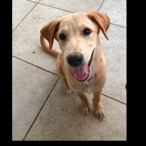 Mylo