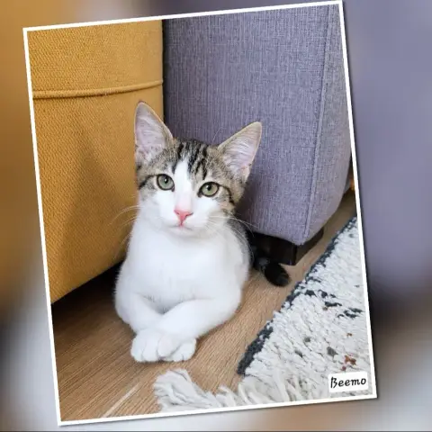 Beemo