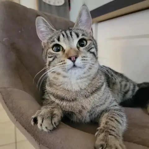 Pippa