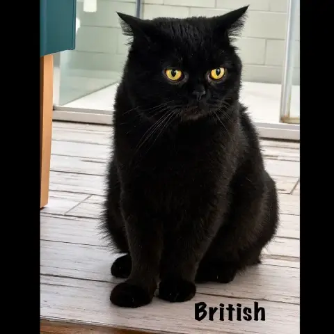 British