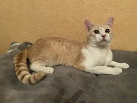 Teddy