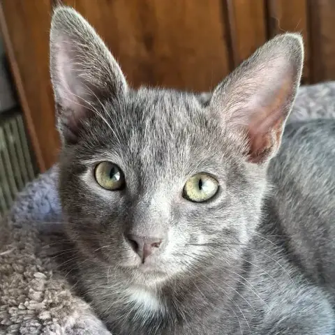 Biscotto