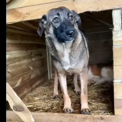 Uma
