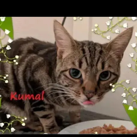 Kumal