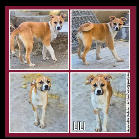 Lili